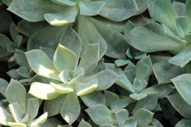 Doğa ile güzel taş gül çiçek