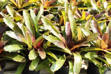 Bromeliad Çiçek bahçesinde bulunan doğa