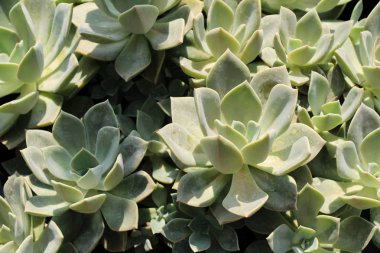 Doğa ile güzel taş gül çiçek