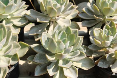 Doğa ile güzel taş gül çiçek