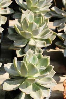 Doğa ile güzel taş gül çiçek