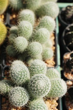 Güzel küçük tencerede kaktüs