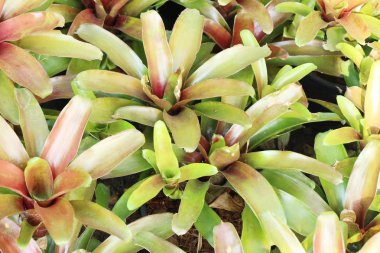 Bromeliad Çiçek bahçesinde bulunan doğa