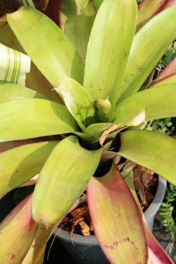 Bromeliad Çiçek bahçesinde bulunan doğa