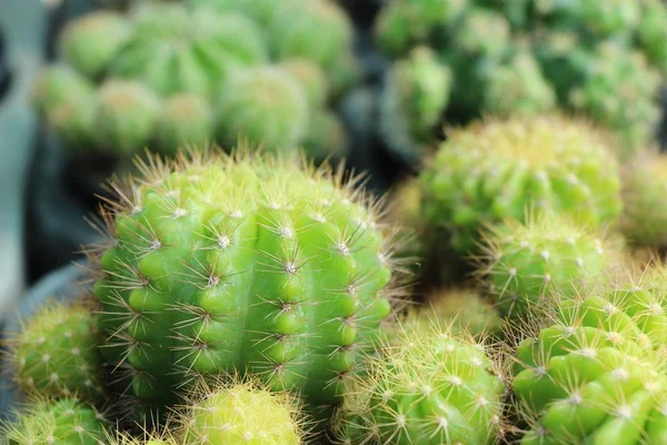 Güzel küçük tencerede kaktüs