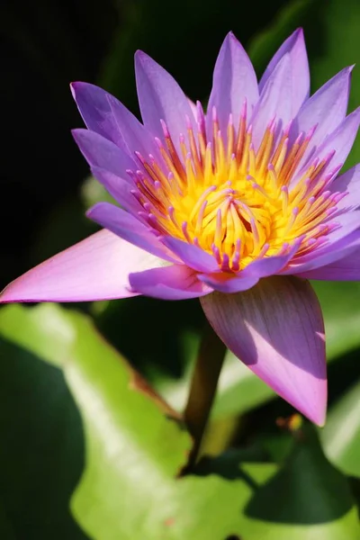 Beautiful lotus in the pond with nature — Stock Photo, Image