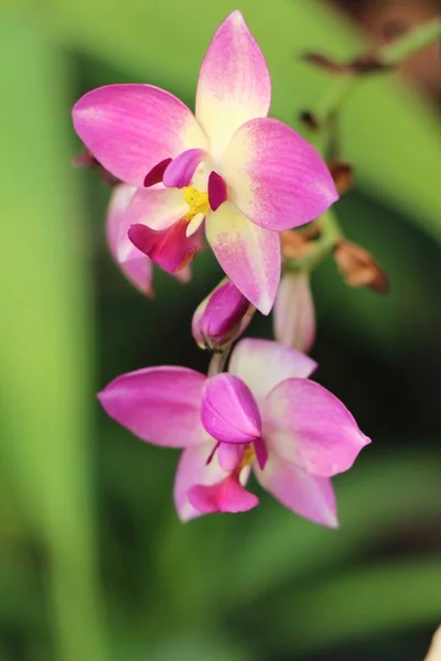 V zahradě je krásná orchidej květina — Stock fotografie
