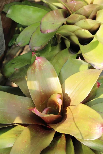 自然と庭でアナナスの花 — ストック写真