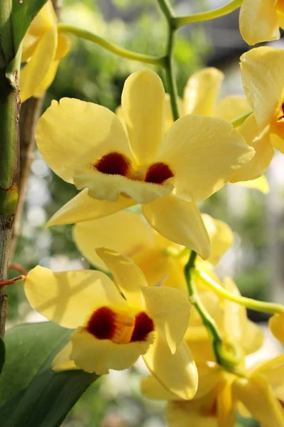 Flor de orquídea é bonita no jardim — Fotografia de Stock