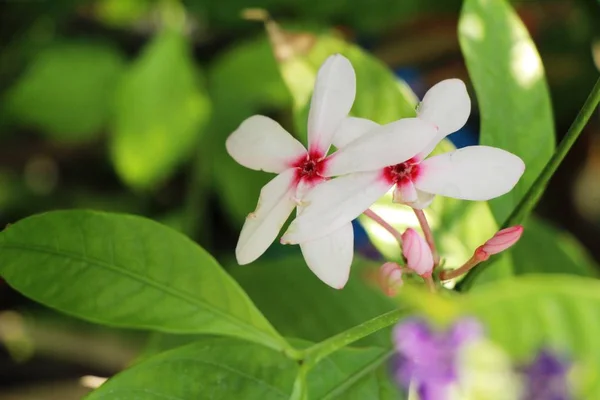 美しい庭に色とりどりの花が咲く — ストック写真