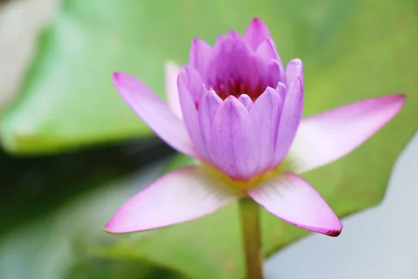 Bellissimo loto nello stagno con la natura — Foto Stock