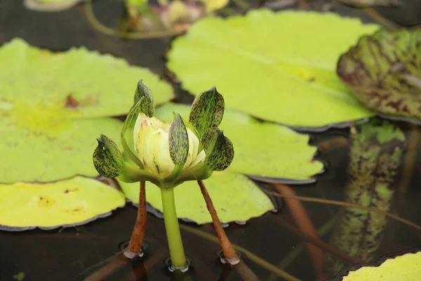 Lótus bonita na lagoa com a natureza — Fotografia de Stock