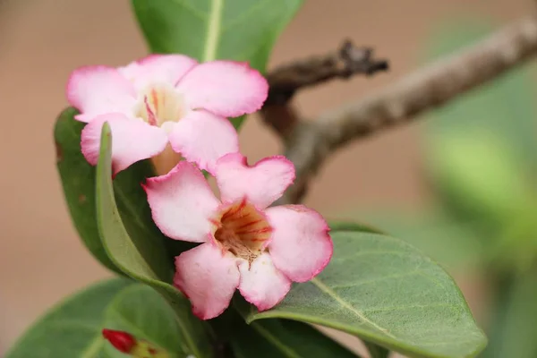 Azalea bloemen is mooi in de tuin — Stockfoto