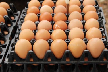 Sokak gıda panelinde yumurta