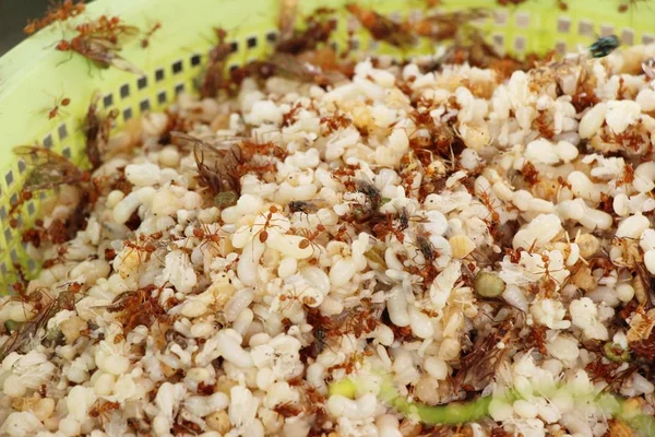 Huevos hormigas para cocinar en el mercado — Foto de Stock