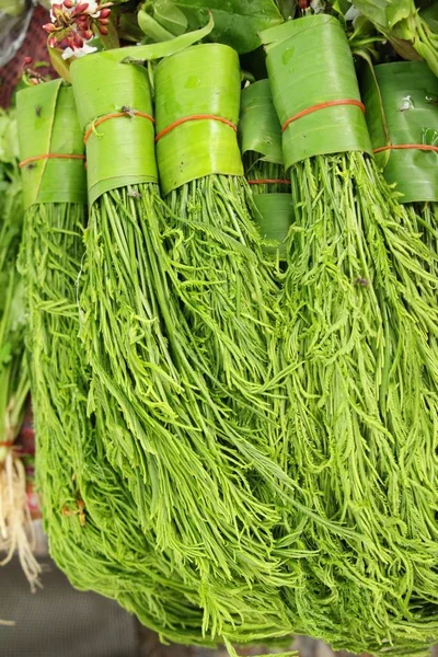 Acacia pennata para cocinar en la calle — Foto de Stock