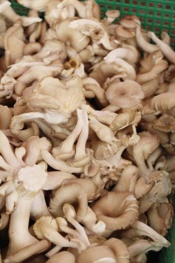 Taze mantar sokak gıda yemek pişirmek için