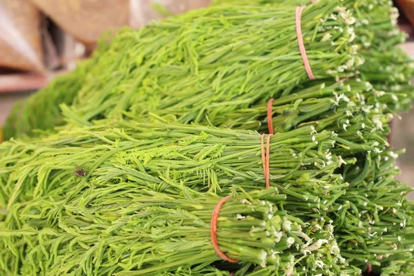 Acacia pennata for cooking at street food — Stock Photo, Image