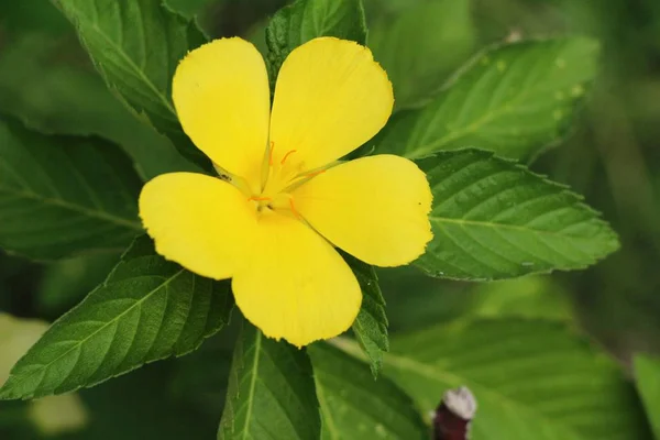 Желтый цветок красота в саду — стоковое фото