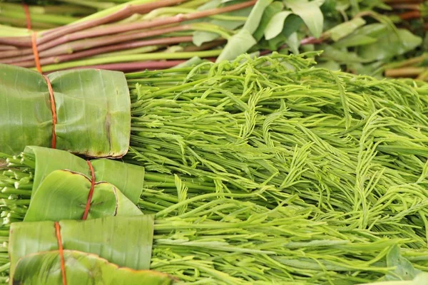 Acacia pennata para cocinar en la calle — Foto de Stock