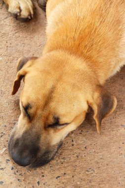 Kahverengi köpek sevimli yerde uyuyor