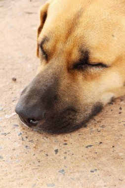 Kahverengi köpek sevimli yerde uyuyor