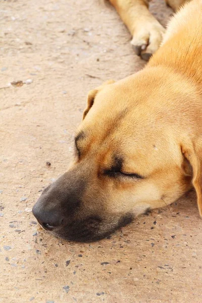 Brown dog cute is sleeping on ground — Stock Photo, Image