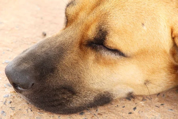 Roztomilý hnědý pes spí na zemi — Stock fotografie
