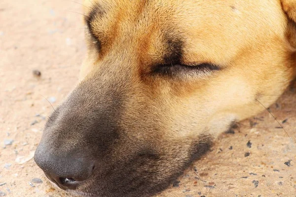 Коричневый пес спит на земле. — стоковое фото