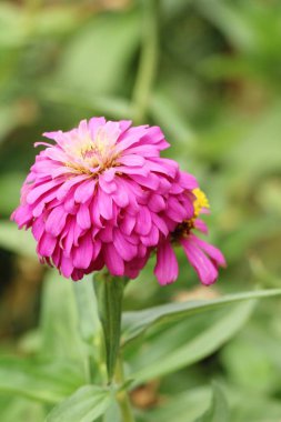 Bahçede güzel renkli çiçek