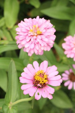 Bahçede güzel renkli çiçek