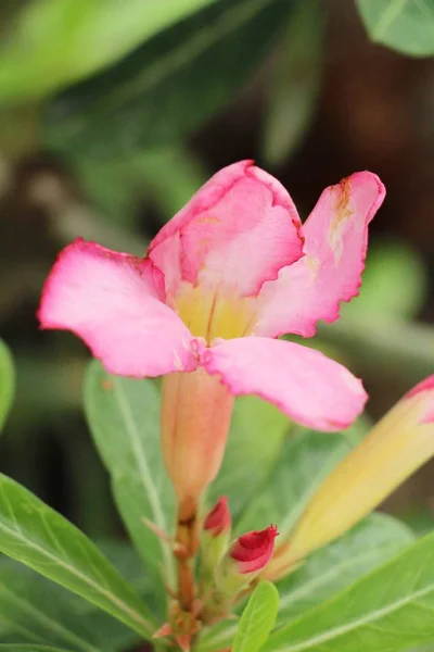 V zahradě je krásná květiny Azalea — Stock fotografie