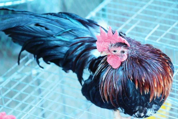 Cock on the cage at the market — Stock Photo, Image