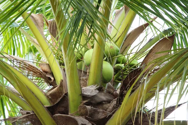 Kokos je pár na stromě — Stock fotografie