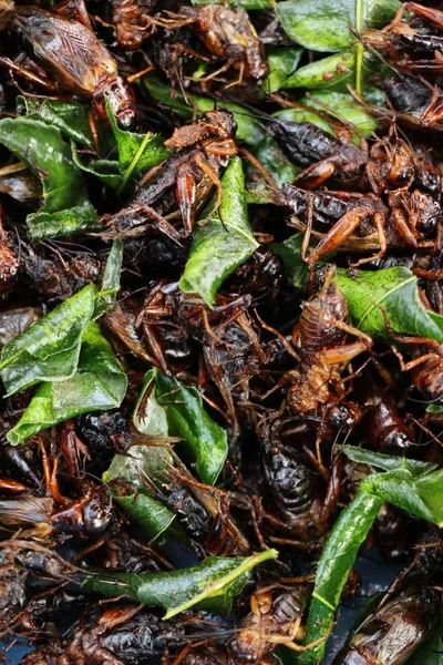 Gebratene Insekten schmecken beim Streetfood — Stockfoto