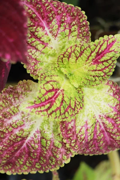 Foglie rosse in giardino con la natura — Foto Stock