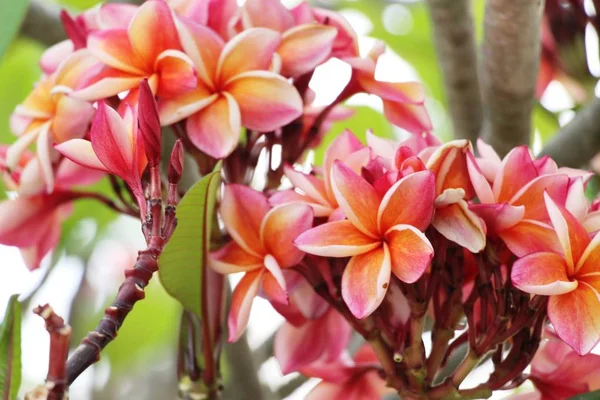 Plumeria flor con hermosa en la naturaleza —  Fotos de Stock