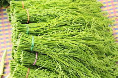 Akasya pennata sokak gıda yemek pişirmek için