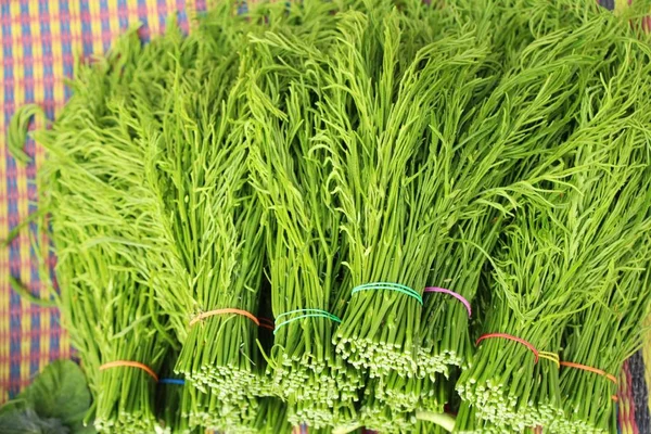 Acacia pennata for cooking at street food — Stock Photo, Image