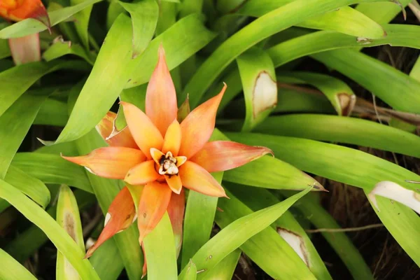 Bromélia flor no jardim com a natureza — Fotografia de Stock