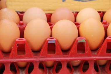 Sokak gıda panelinde yumurta