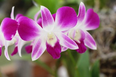 Orkide çiçek bahçede güzeldir