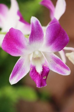 Orkide çiçek bahçede güzeldir