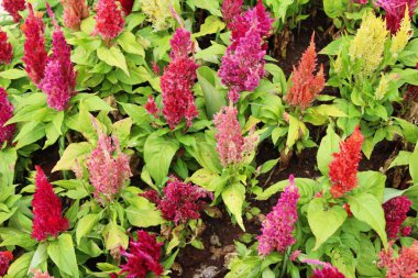 Bahçede güzel celosia argentea çiçek