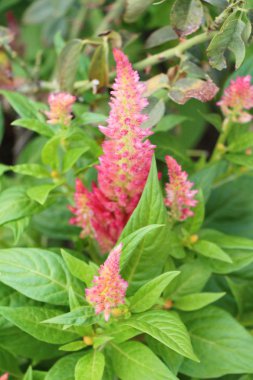 Bahçede güzel celosia argentea çiçek