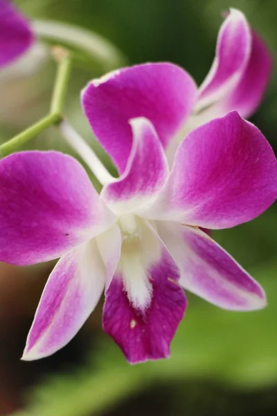 W ogrodzie do dyspozycji Gości jest piękny kwiat orchidei — Zdjęcie stockowe
