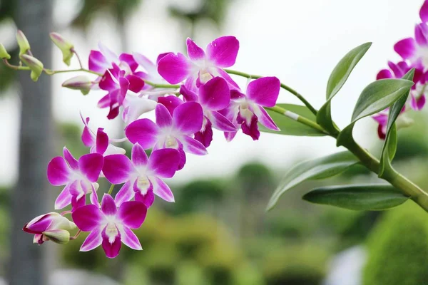 Il fiore del Orchid è bello nel giardino — Foto Stock