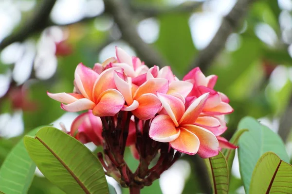 Plumeria flor con hermosa en la naturaleza —  Fotos de Stock