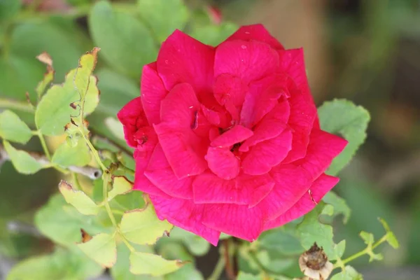 Lindas rosas estão florescendo no jardim — Fotografia de Stock