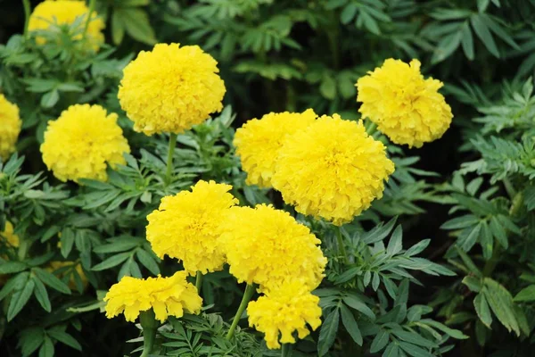 Fiore giallo è bellezza in giardino — Foto Stock